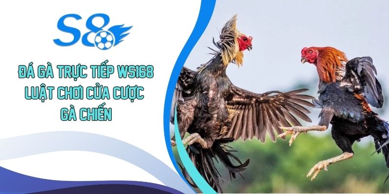 Đá gà trực tiếp WS168