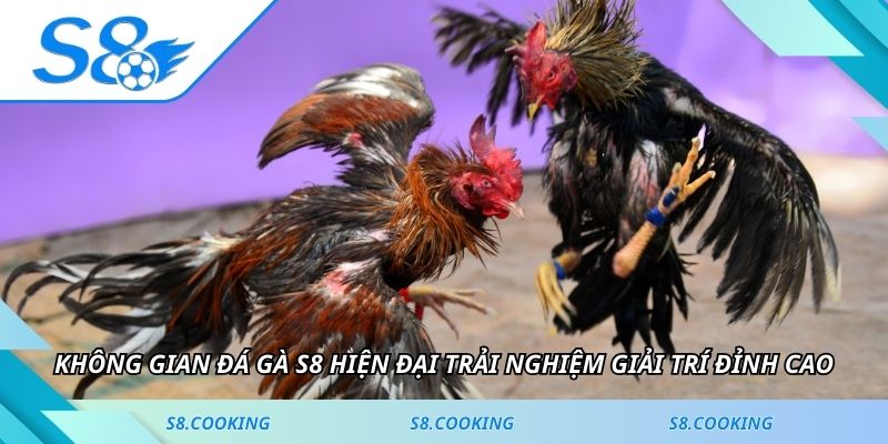 Không gian đá gà S8 hiện đại giải trí đỉnh cao