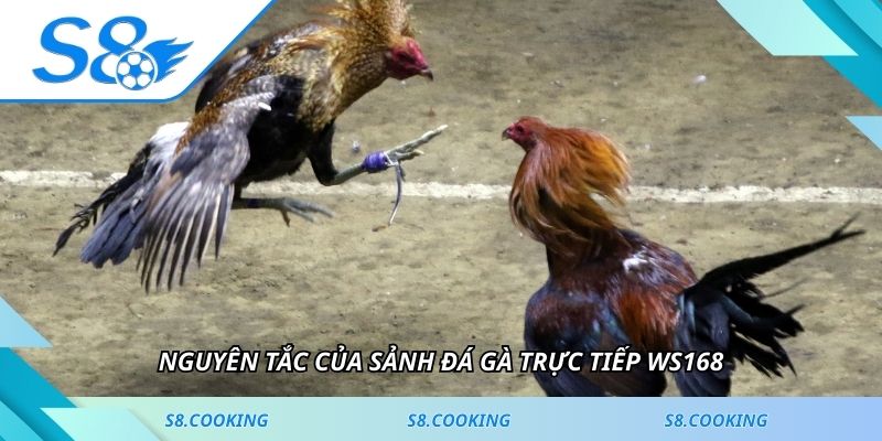 Nguyên tắc của sảnh đá gà trực tiếp WS168