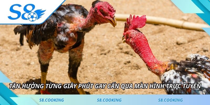 Tận hưởng từng giây phút gay cấn qua màn hình trực tuyến